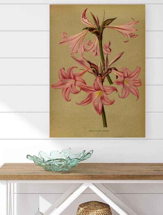 Album van Eeden : Haarlems flora : 1872-1881 by IStockHistory com