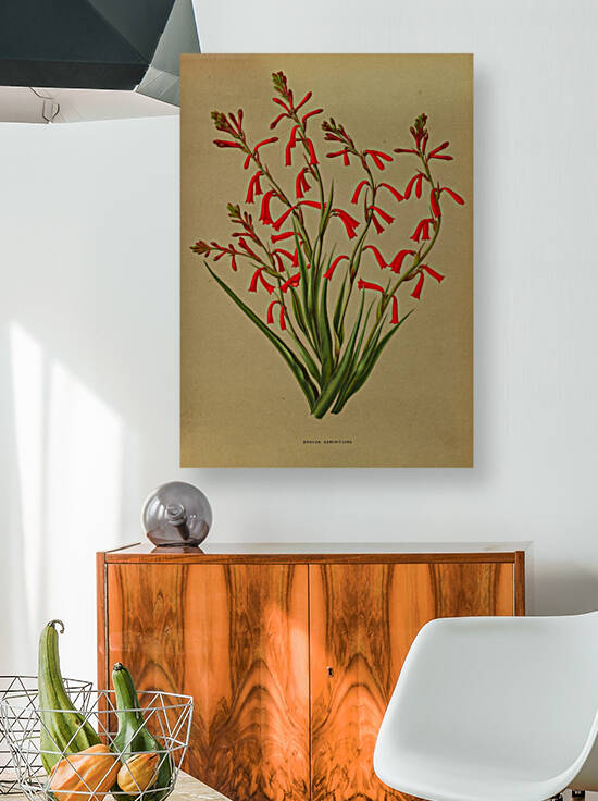 Album van Eeden : Haarlems flora : 1872-1881 by IStockHistory com