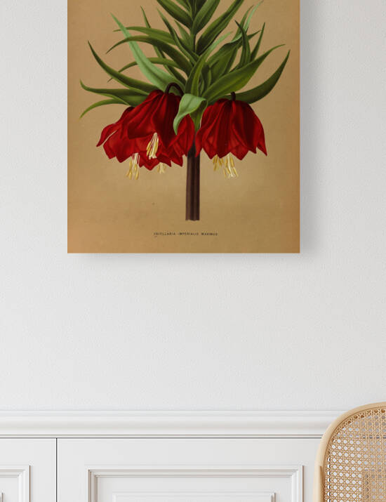 Album van Eeden : Haarlems flora : 1872-1881 by IStockHistory com