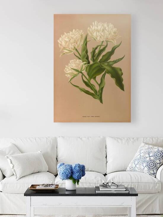 Album van Eeden : Haarlems flora : 1872-1881 by IStockHistory com