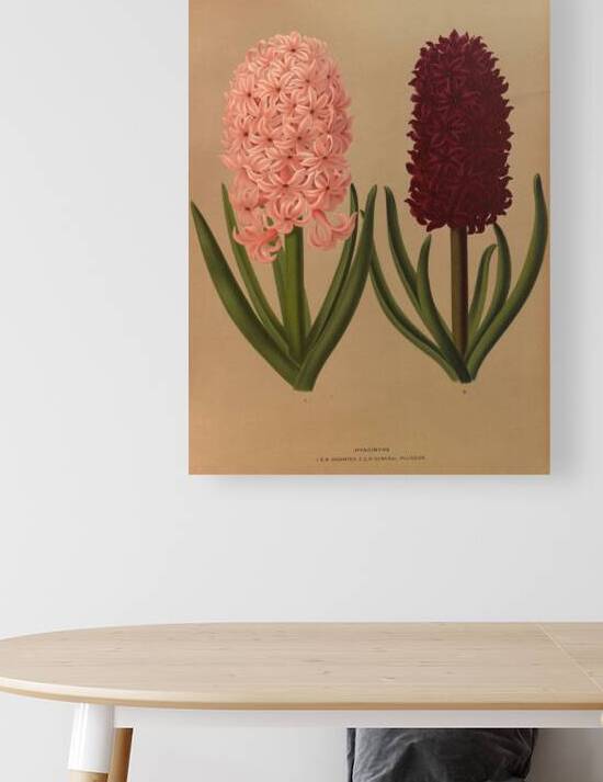 Album van Eeden : Haarlems flora : 1872-1881 by IStockHistory com