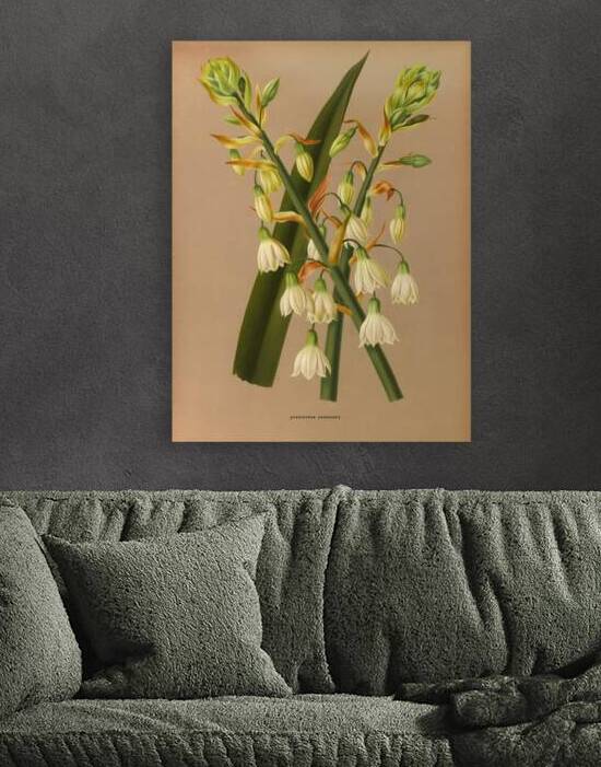 Album van Eeden : Haarlems flora : 1872-1881 by IStockHistory com