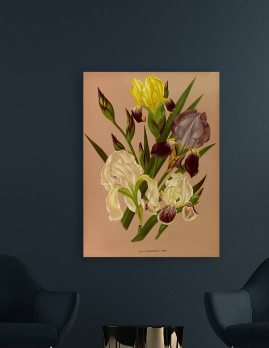 Album van Eeden : Haarlems flora : 1872-1881 by IStockHistory com