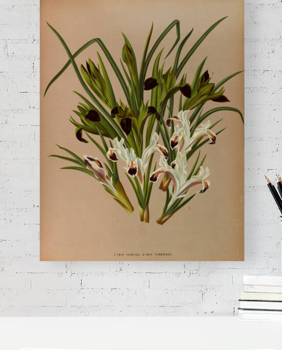 Album van Eeden : Haarlems flora : 1872-1881 by IStockHistory com