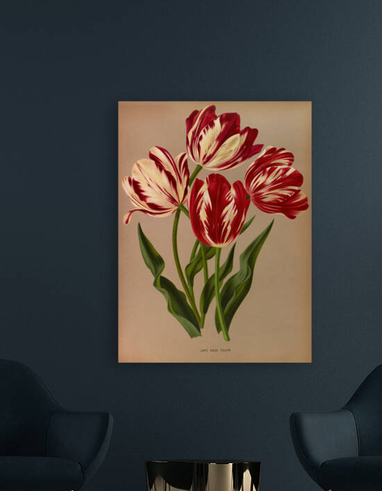 Album van Eeden : Haarlems flora : 1872-1881 by IStockHistory com