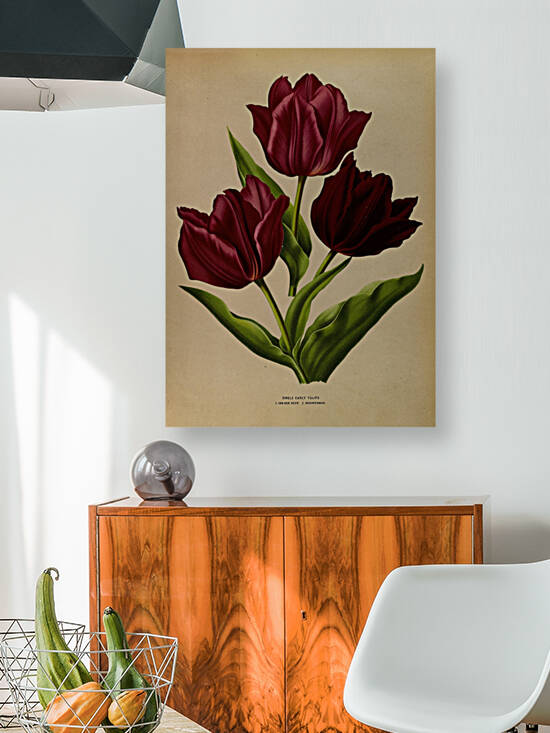 Album van Eeden : Haarlems flora : 1872-1881 by IStockHistory com