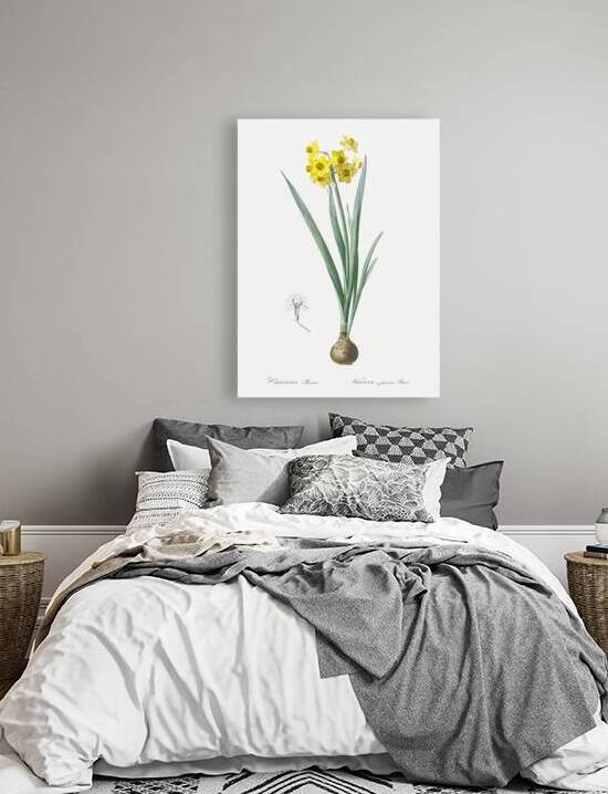 Daffodil illustration  by IStockHistory com