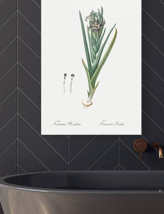 Ferraria illustration  by IStockHistory com