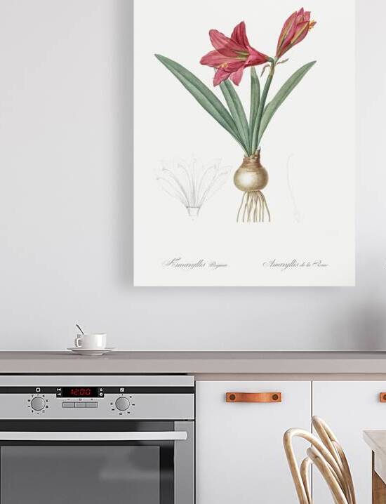 Hippeastrum illustration  by IStockHistory com