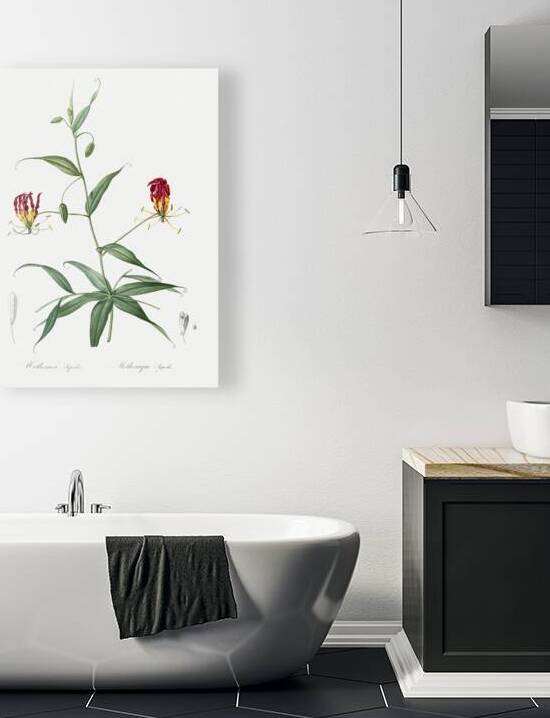 Flame lily illustration  by IStockHistory com