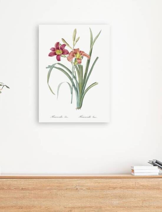 Orange day lily illustration  by IStockHistory com