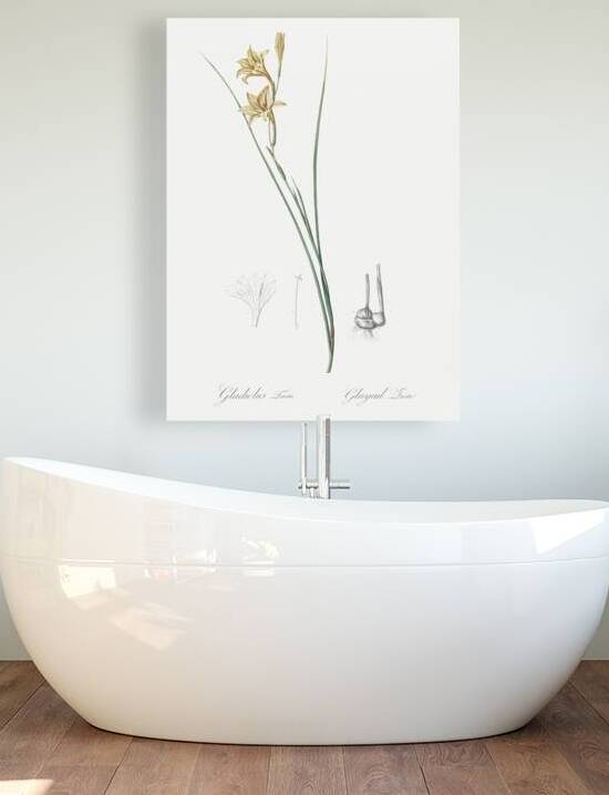 Lady slipper orchid illustration  by IStockHistory com