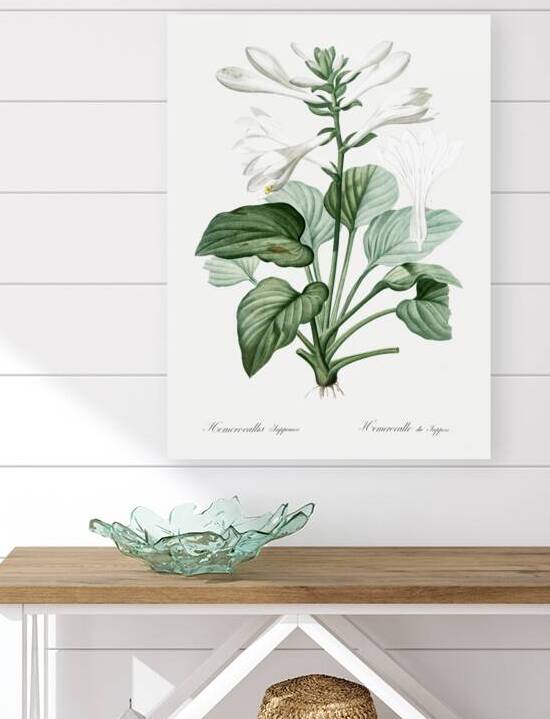 Daylily illustration  by IStockHistory com