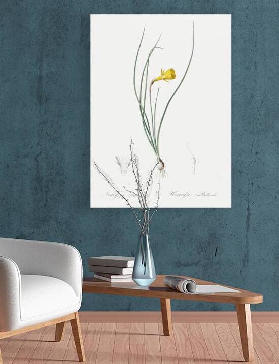 Daffodil illustration  by IStockHistory com