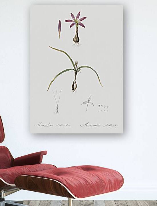 Spring meadow saffron illustration  by IStockHistory com