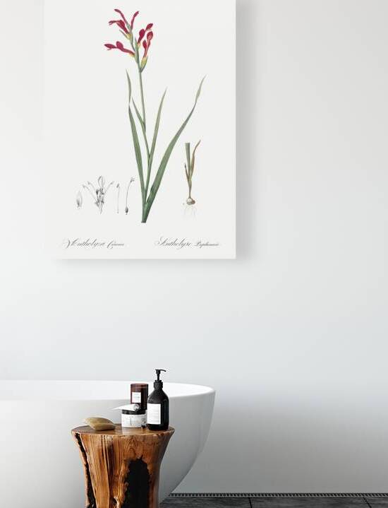 Gladiolus cunonius illustration  by IStockHistory com