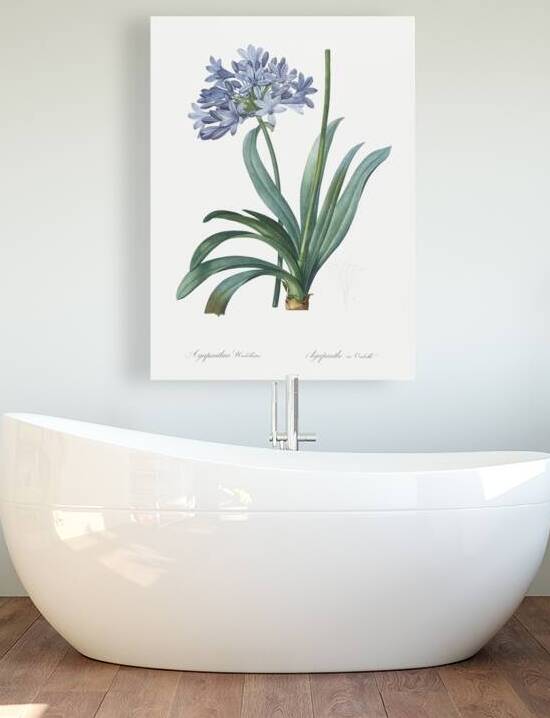 Lily of the Nile illustration  by IStockHistory com