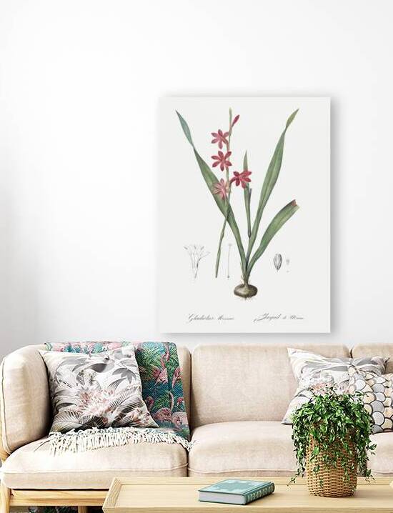 Watsonia illustration  by IStockHistory com
