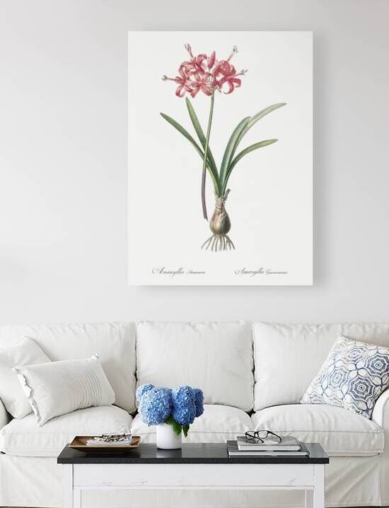 Guernsey lily illustration  by IStockHistory com