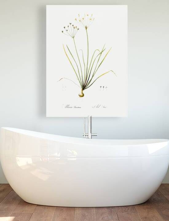 Allium straitum illustration  by IStockHistory com