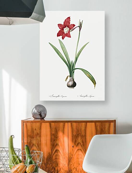 Hippeastrum illustration  by IStockHistory com