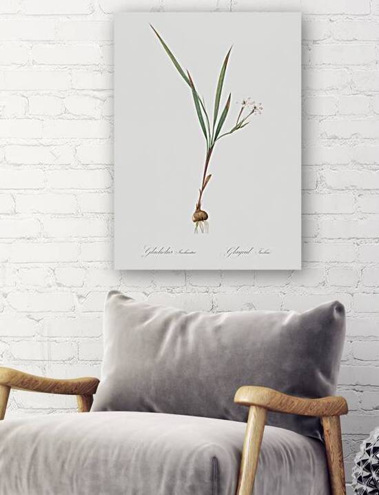 Gladiolus inclinatus illustration  by IStockHistory com