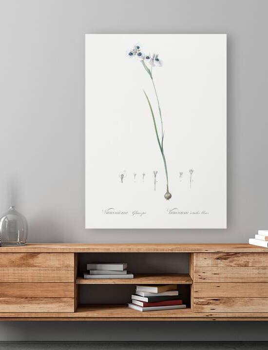 Vieusseuxia glaucopis illustration  by IStockHistory com