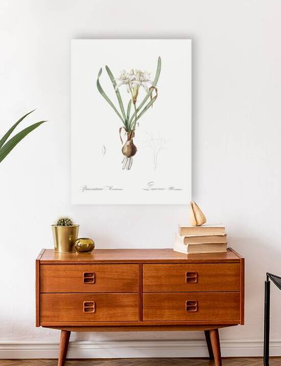 Sea daffodil illustration  by IStockHistory com