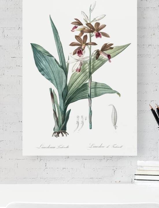 Limodorum tankervilleae illustration  by IStockHistory com