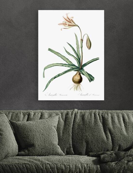 Amaryllis Broussonetii illustration  by IStockHistory com