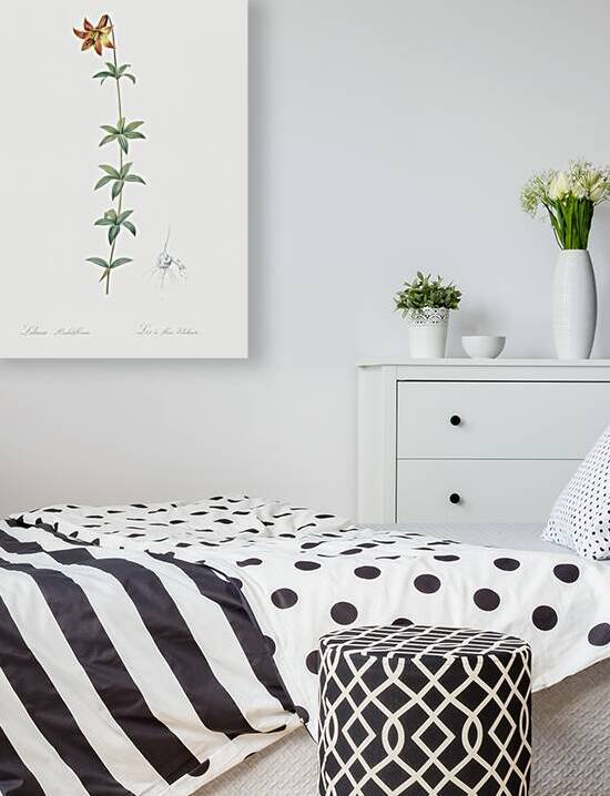 Lilium penduliflorum illustration  by IStockHistory com