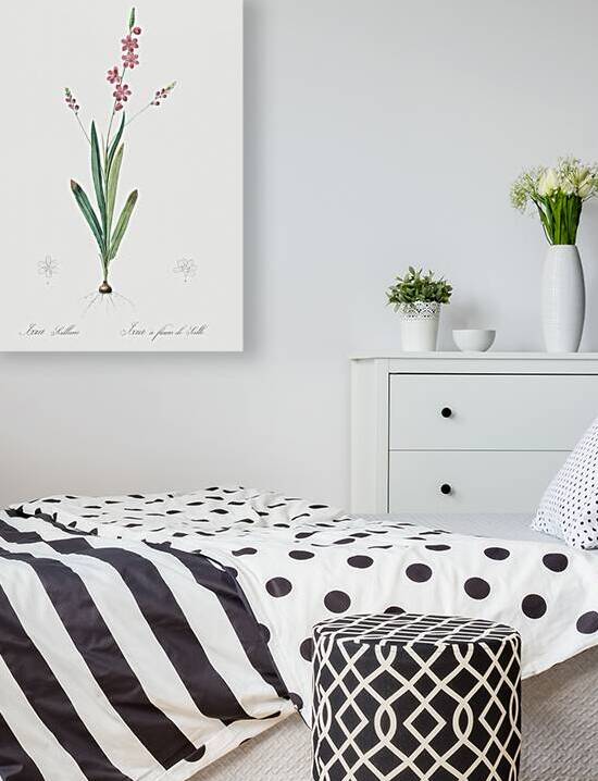 Ixia scillaris illustration  by IStockHistory com