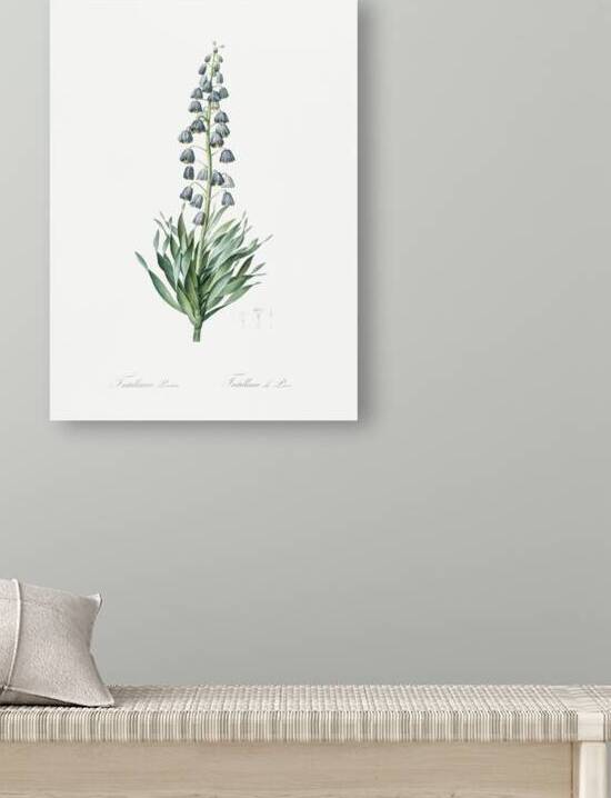 Persian lily illustration by IStockHistory com