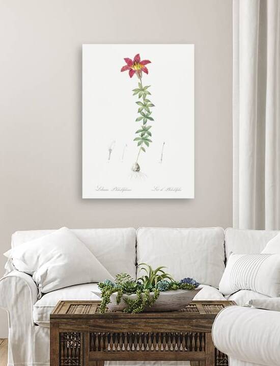 Wood lily illustration  by IStockHistory com