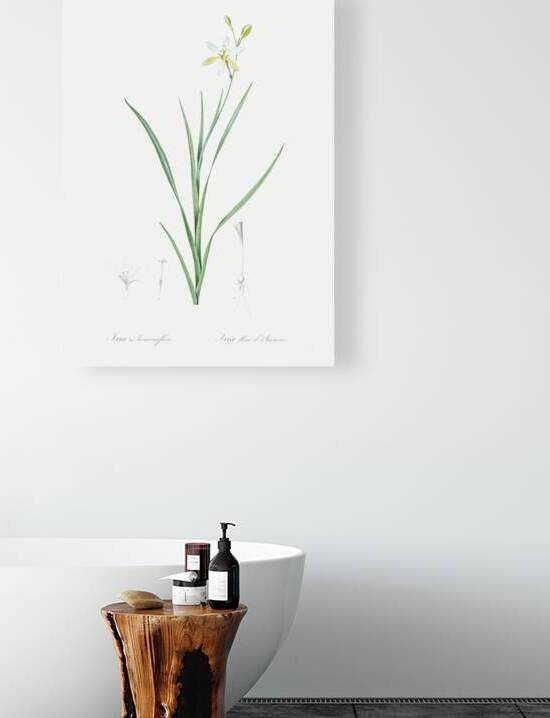 Slime Lily illustration  by IStockHistory com