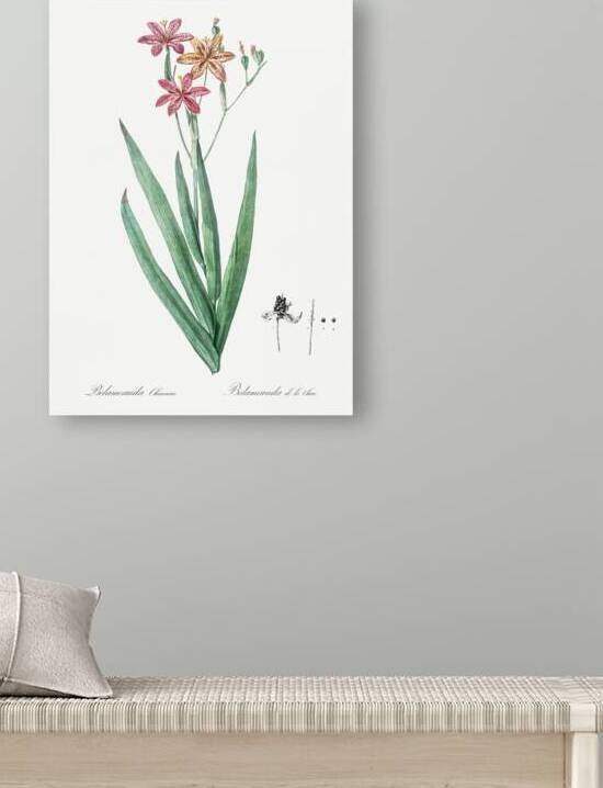 Blackberry Lily illustration  by IStockHistory com