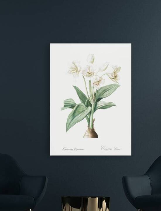 Crinum giganteum illustration  by IStockHistory com