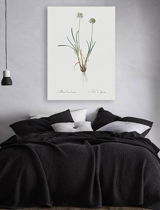 Allium carolinianum illustration  by IStockHistory com