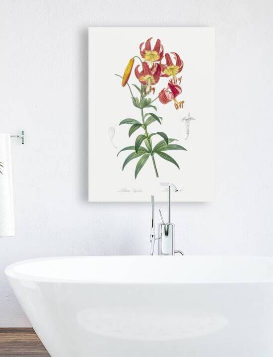 Turban lily illustration  by IStockHistory com