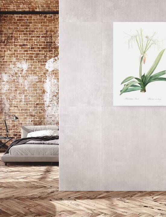 Pancratium littorale illustration  by IStockHistory com