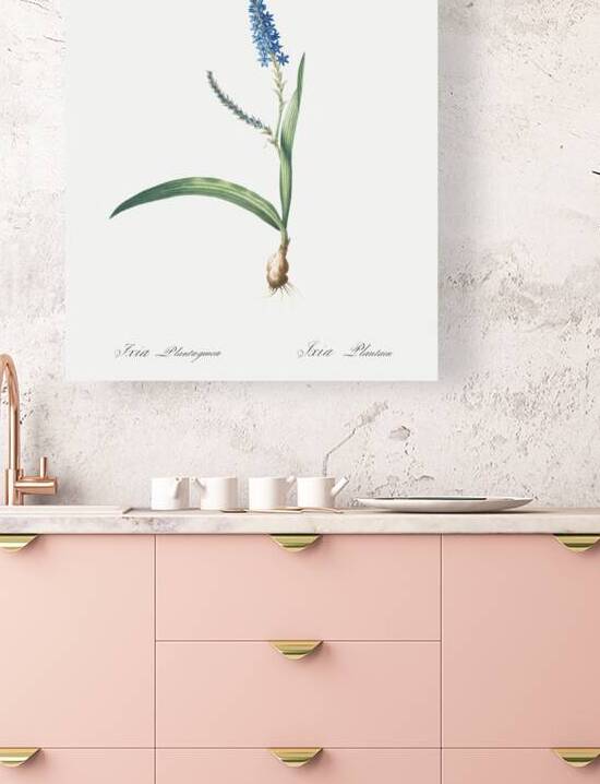 Ixia plantaginea illustration  by IStockHistory com