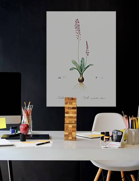 Scilla obtusifolia illustration  by IStockHistory com