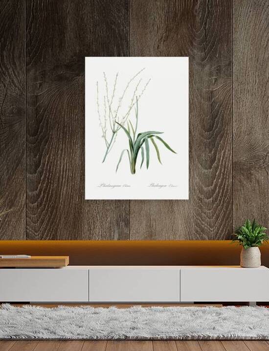 Phalangium elatum illustration  by IStockHistory com