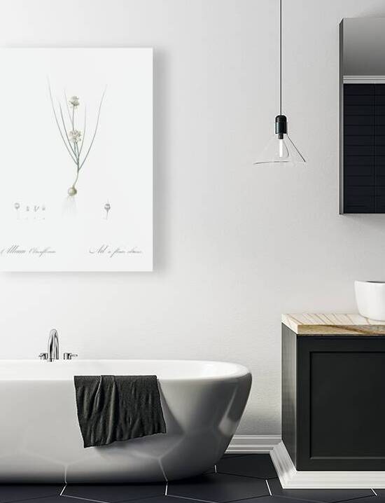 Allium obtusiflorum illustration  by IStockHistory com