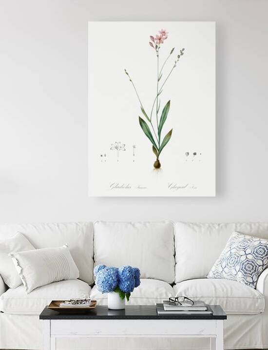 Gladiolus junceus illustration  by IStockHistory com