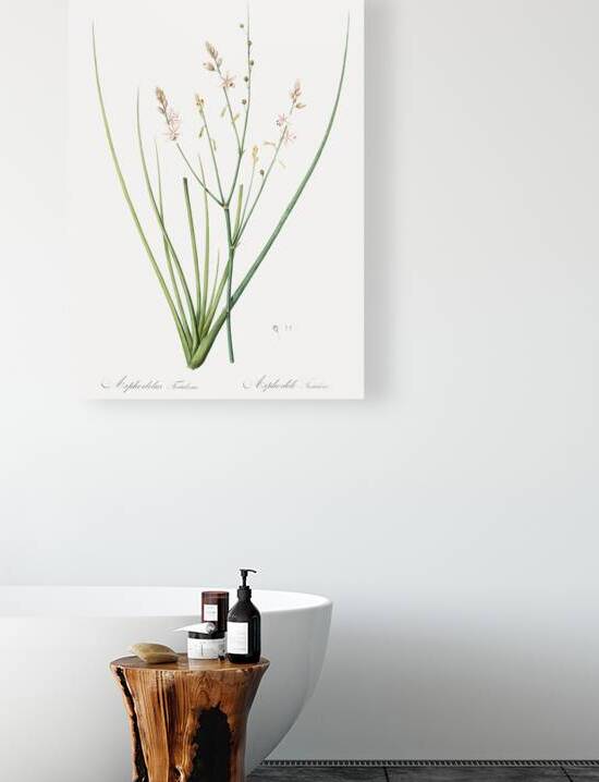 Asphodelus fistulosus illustration  by IStockHistory com