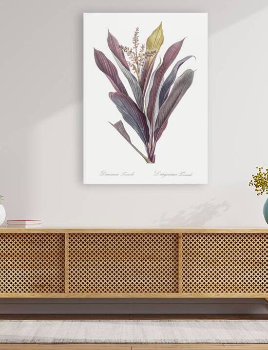 Cordyline fruticosa illustration  by IStockHistory com