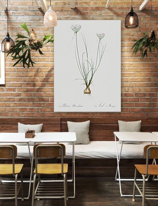 Cordyline fruticosa illustration  by IStockHistory com