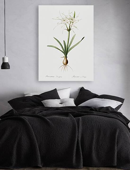 Streambank spiderlily Pancratium disciforme illustration  by IStockHistory com