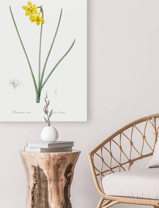 Narcissus odorus illustration  by IStockHistory com